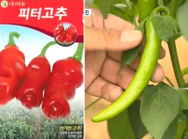 피터고추 vs 일반고추. 남근고추라 불리는 피터고추가 누리꾼들의 관심을 모으고 있다. /유튜브 영상 캡처