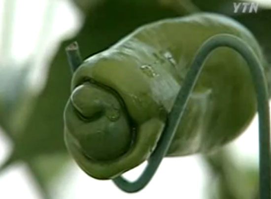 피터고추, 특이한 외형에 눈길 특이한 외형을 가진 피터고추에 누리꾼들의 이목이 쏠리고 있다./ YTN 방송 화면 캡처