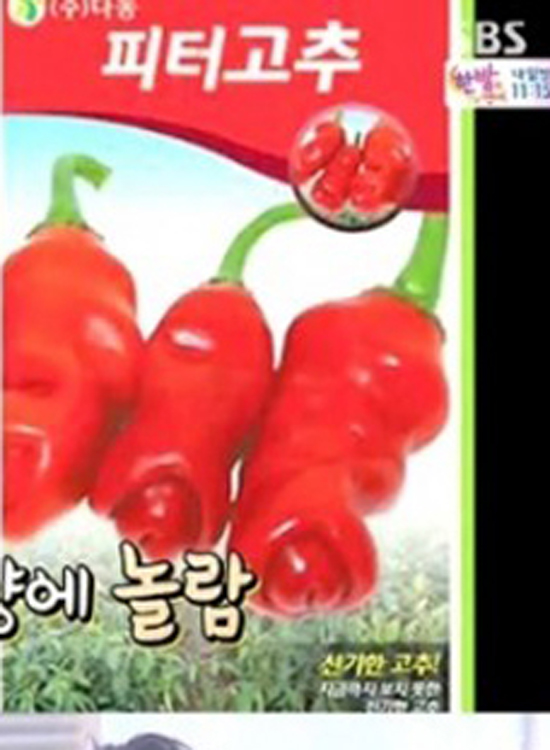 특이한 모양 피터고추 피터고추 모양이 관심을 낳고 있다. 피터고추는 남근 모양으로 된 고추다. / SBS 방송 화면 캡처