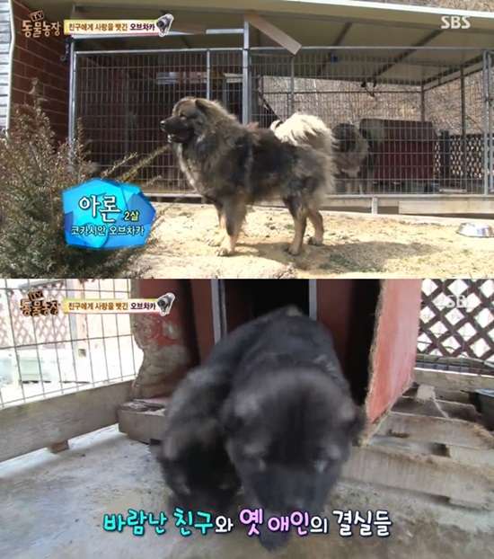 동물농장판 사랑과 전쟁. 22일 SBS 동물농장에서 코카시안 오브차카 아론이 여자 친구를 자신의 친구에게 빼앗긴 이야기가 시청자들의 이목을 끌었다. /SBS 동물농장 캡처