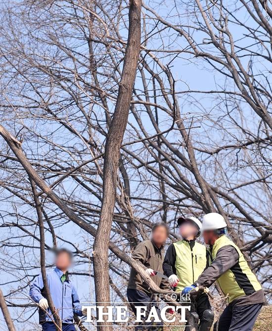 천연기념물 나무 유전자 보존 천연기념물 나무 유전자 보존은 평균 800년 이상의 수령과 높이 20m, 둘레 8m 이상인 천연기념물 노거수 6종 26본을 대상으로 이뤄진다. / 더팩트DB