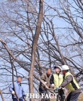  천연기념물 나무 유전자 보존, 평균 800년 이상 거대한 나무만 가능!