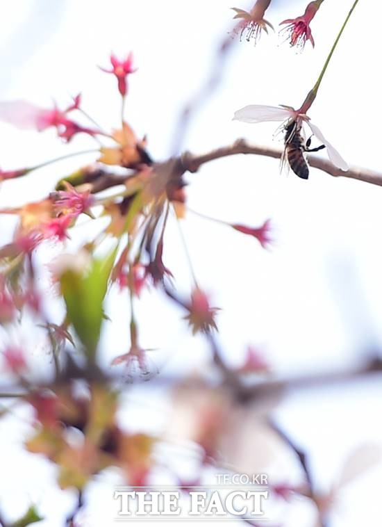 기형도 엄마 걱정. 기형도 엄마 걱정이 눈길을 끌고 있다. / 배정한 기자