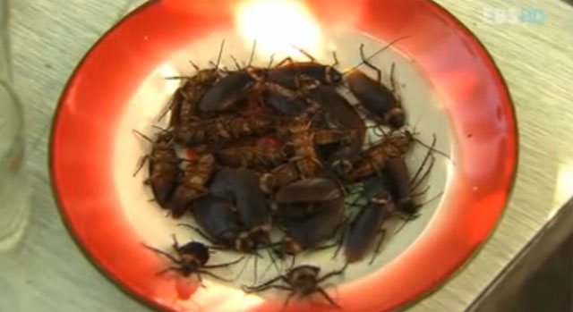 이식증 스스로 완화되지만... 이식증은 본래 식물(食物)로 간주되지 않는 것을 섭식하는 행위를 말한다. /EBS 방송화면 캡처