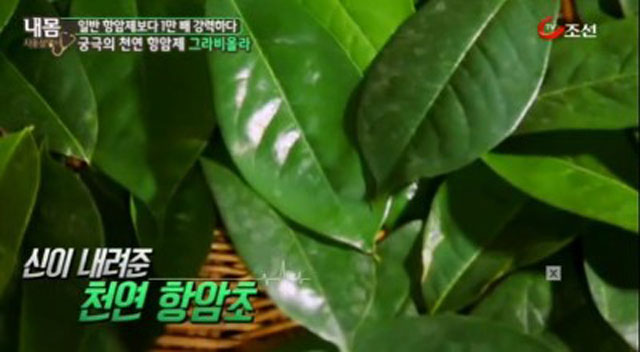 그라비올라 효능 엄청나네. 그라비올라가 암억제에 효과가 탁월한 것으로 알려졌다./TV조선 방송캡처