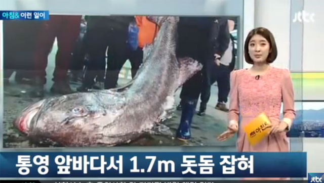 돗돔, 성장기 어린이에게 좋아. 돗돔의 고기 맛은 일품으로 알려져 있다. /JTBC 방송 화면 캡처