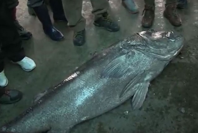 돗돔 잡자! 돗돔 낚시법에 누리꾼들의 눈길이 쏠리고 있다. /유튜브 영상 갈무리