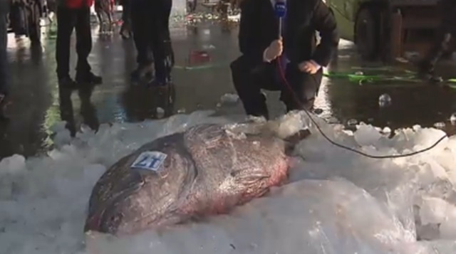 돗돔, 얼마나 크길래! 돗돔에 대한 누리꾼들의 관심이 높아지고 있다. 돗좀은 북서태평양에 서식하는 대형 어류로 최대 2m까지 자란다. /유튜브 영상 캡처