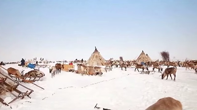 네네츠인 뜻, 순록과 함께 사는 사람들 네네츠인 뜻에 대한 누리꾼들의 관심이 높아지고 있다. /유튜브 영상 갈무리