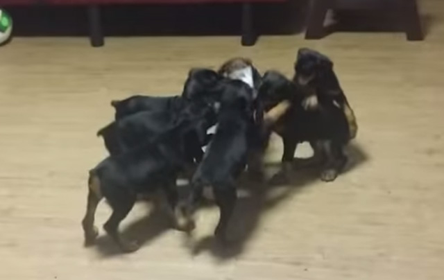 도베르만 핀셔의 특징, 어릴 땐 반항도! 도베르만 핀셔의 특징이 27일 검색창 하단에 등장해 관심을 받고 있다. 도베르만 핀셔의 특징을 알고 미니어처 핀셔에 호감을 보이는 애견가들도 늘어나고 있다. / 유튜브 영상 캡처