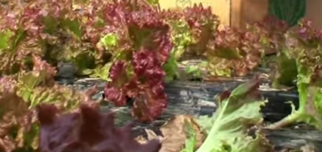 상추의 효능, 먹으면 잠이 솔솔 상추의 효능이 29일 검색창 하단에 등장해 관심을 받고 있다. 상추의 효능 가운에 불면증 완화 효과에 많은 이들의 눈길이 쏠리고 있다. / 농촌진흥청 유튜브 영상 캡처