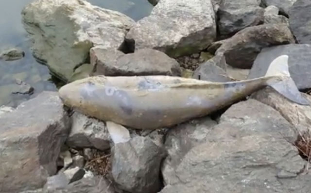 상괭이 국제 멸종 위기종. 한강에서 발견된 새끼 돌고래는 우리나라 서해에 주로 서식하는 상괭이로 밝혀졌다. /SBS 방송 화면