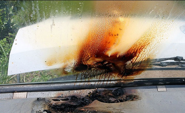 트럭 안에 둔 가스라이터 폭발! 7일 낮 12시 28분께 제주시 표선면 토산리 감귤 하우스 인근에 주차돼 있던 1t 트럭에서 불이 났다. 경찰과 소방당국은 트럭 안에 둔 가스라이터가 강한 햇볕에 과열돼 폭발하면서 불이 난 것으로 추정하고 있다. /제주 동부소방서 제공