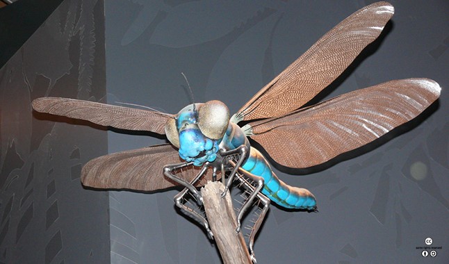 메가네우라 뜻. 멸종된 것으로 알려진 메가네우라가 다시금 눈길을 끌고 있다. / 네이버 캐스트