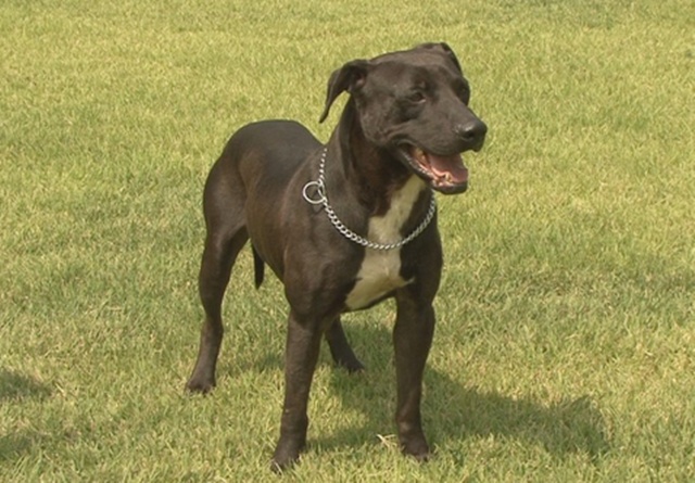 핏불의 특성은? 핏불은 세계에서 가장 위험한 개 1위로 꼽힐 정도로 무서운 종으로 알려진다. /한국애견협회 애견정보