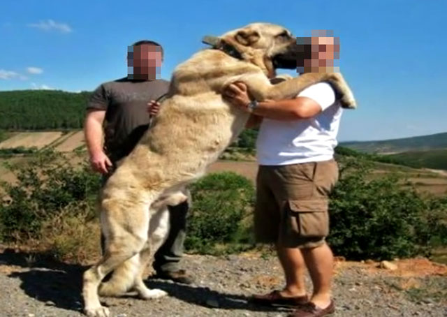 핏불 테리어 성격. 핏불 테리어(pit bull terrier)는 영국의 불도그와 테리어를 교배해 만든 투견이다. /유튜브 영상 캡처