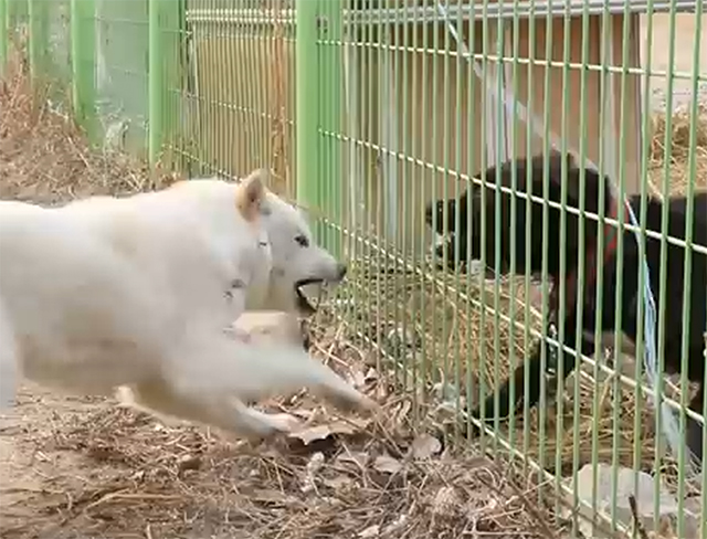 핏불테리어, 진돗개 정말 사납네. 핏불테리어와 진돗개의 영상이 주목받고 있다./유튜브 영상 캡처