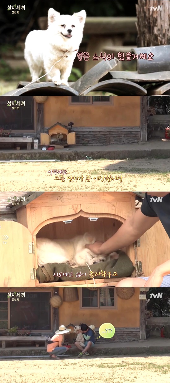 삼시세끼 밍키 임신. 26일 방송된 tvN 삼시세끼 정선편 방송 말미, 강아지 밍키가 임신했음을 암시하는 제작진의 자막에 시청자들의 관심이 증폭되고 있다./삼시세끼 정선편 방송캡처