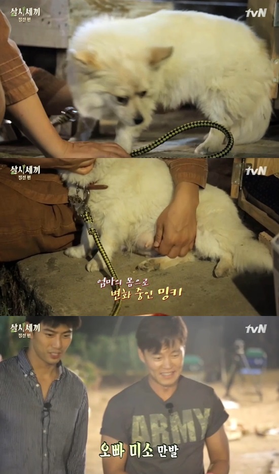 예비 엄마 밍키예요. 삼시세끼에서 출연진이 강아지 밍키가 임신한 걸 발견했다. /tvN 방송 화면 캡처
