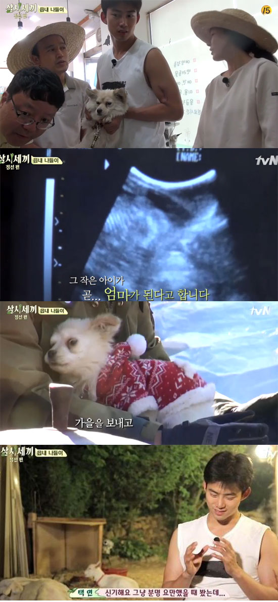 밍키 아빠 택연, 엄마된 밍키에 감회 새로워 삼시세끼에서 밍키가 임신했고 택연은 감격했다. /tvN 방송 화면 캡처