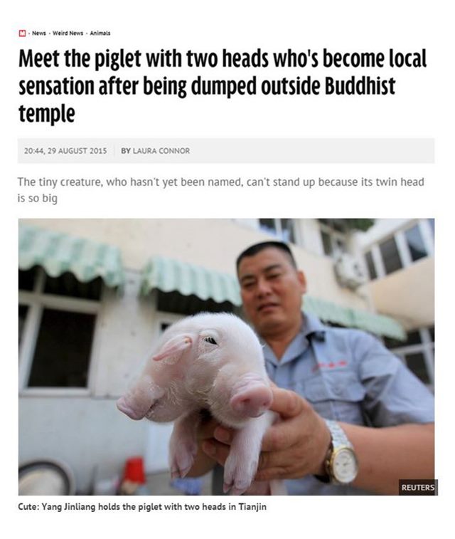 머리 두 개 달린 돼지가 태어났다! 중국 톈진(天津)에서 머리 두 개가 달린 새끼돼지가 태어나 충격을 주고 있다. / 미러 홈페이지