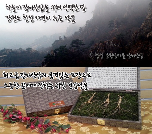 장뇌삼이라 불리는 산양산삼은 산삼의 종자를 채취해 깊은 산 속에 씨를 뿌려 야생상태로 재배한 것을 뜻한다. /강원삼마을 홈페이지 캡처