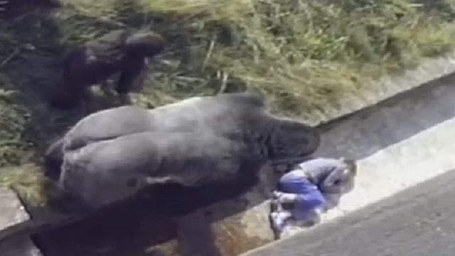 고릴라 우리로 떨어진 아이 곁으로 거대한 고릴라가 다가가고 있다. /유튜브 영상 캡처