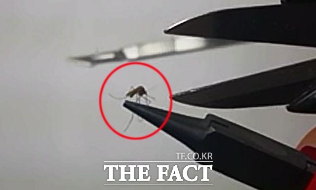 동영상을 촬영한 이는 모기를 생포하자 록로우즈로 모기의 다리를 붙잡고 손가위로 모기 침 제거에 들어갔다.