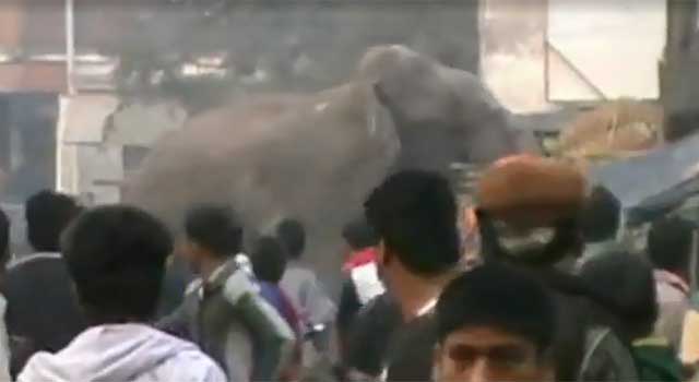 현지 경찰과 환경단체는 진정제가 든 총 3발을 코끼리를 향해 발사해 포획할 수 있었다. /BBC 캡처