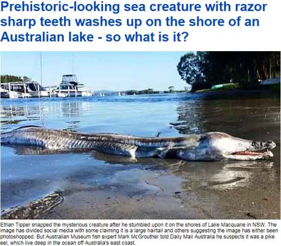 지난 15일(현시 시각) 영국 데일리메일 온라인판은 호주 뉴사우스 웨일즈의 한 호수에서 엄청난 크기의 생물체가 포착됐다며 사진을 공개했다. /데일리매일 캡처