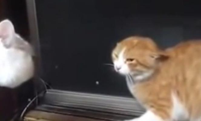 최근 유튜브에는 말하는 고양이라는 영상이 누리꾼들 사이에서 인기를 끌고 있다./유튜브 영상 캡처