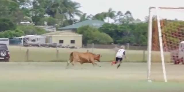 황소, 축구장 난입! 14일 호주의 한 유소년 축구 경기에 황소 난입 사고가 발생했다. /유튜브 영상 캡처