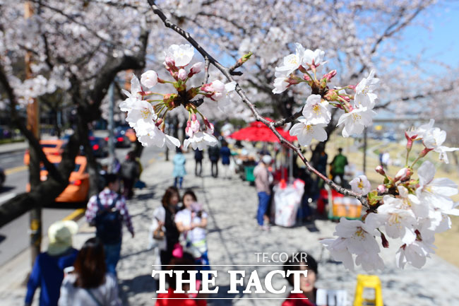 벚꽃이 활짝 핀 윤중로