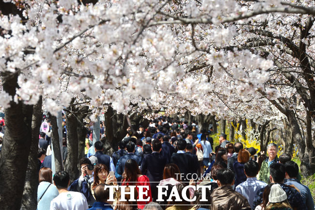 점심 보단 벚꽃!