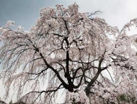  수양벚꽃과 함께하는 현충원 봄꽃 축제, 오후 9시까지 야간 개방