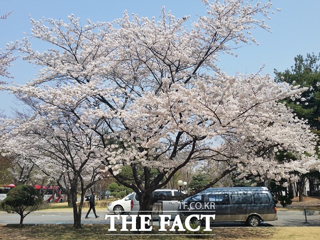 7일 오후 서울 여의도 국회의사당 경내에 있는 벚꽃이 만개했다./국회=신진환 기자