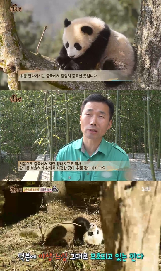 귀하신 판다 한국 모시기. SBS TV 동물농장에 한국행이 결정된 판다 러바오와 아이바오가 출연했다. /SBS TV 동물농장 방송 캡처