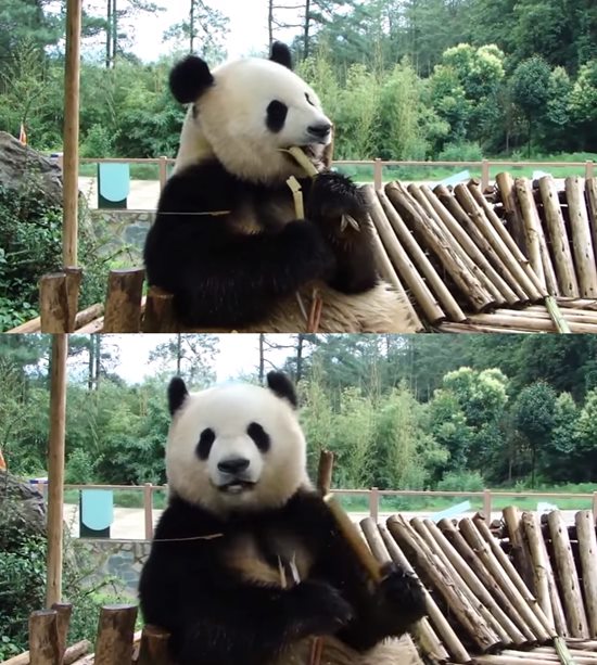 과거 유튜브에 올라온 판다의 먹방 영상이 다시금 인기를 끌고 있다. /유튜브 영상 캡처