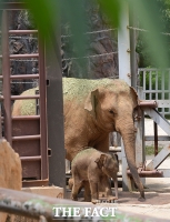 [TF사진관] '첫 나들이' 아기 코끼리…'이름을 지어주세요!'