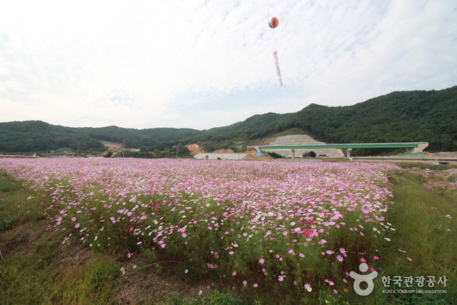 경상남도 하동군 북천면 직전1길 7 꽃단지 일원에서는 ‘북천코스모스·메밀꽃축제 2016’이 오는 3일까지 열린다. /한국관광공사 홈페이지