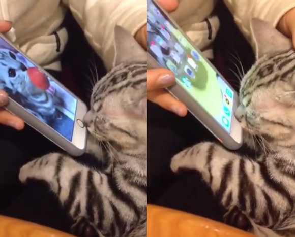최근 유튜브에 고양이 코로 아이폰의 잠금 해제를 푸는 영상이 올라왔다. /유튜브 영상 캡처