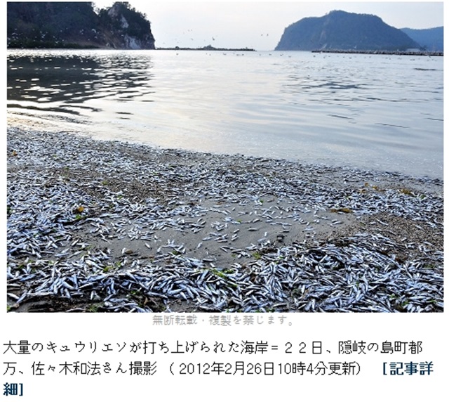 2012년 2월 심해어 큐우리에소가 떼죽음 당해 일본 지진 공포가 확산됐다. /디지털 아사히신문 보도화면 캡처