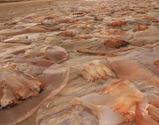 2011년 동일본 대지진 이후 2012년 일본 해안에서 거대 해파리의 떼죽음이 목격돼 지진 공포가 확산됐다. /온라인커뮤니티