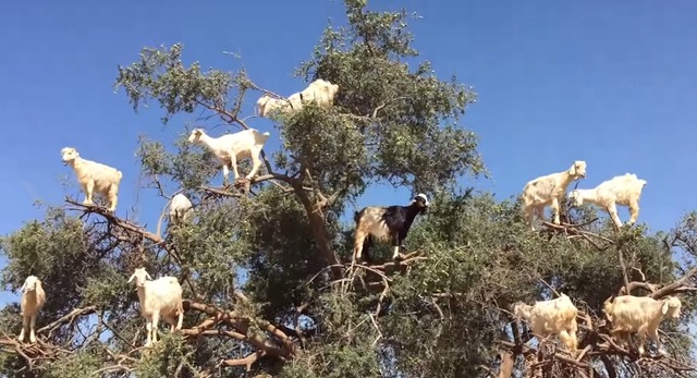 염소가 열리는 나무. 염소들이 아르간 열매를 먹기 위해 나무를 타는 장면이 화제를 모으고 있다. /유튜브 영상 캡처
