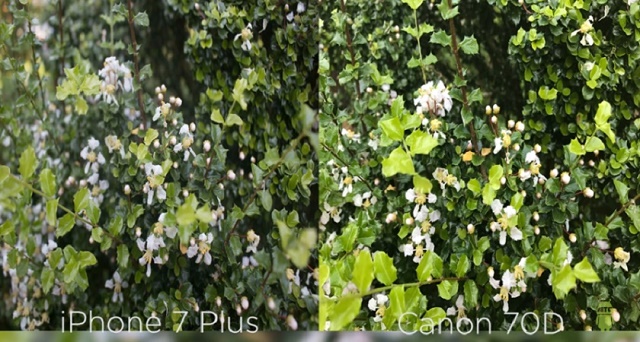 동영상 공유 사이트 유튜브에 아이폰7 플러스와 DSLR 캐논 70D의 카메라 성능을 비교하는 영상이 올라왔다. /유튜브 영상 캡처