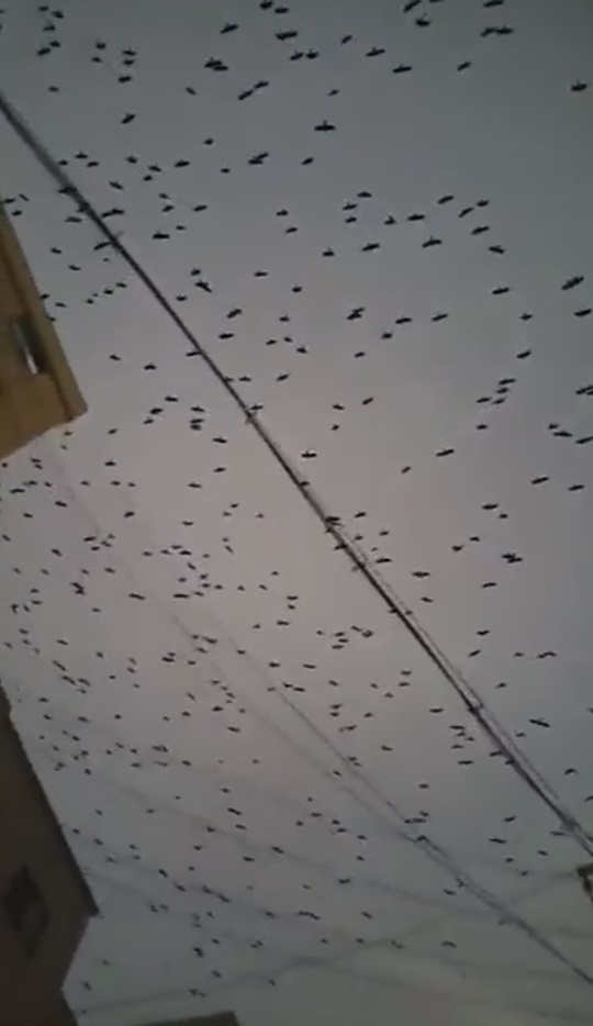 수원 인계동 인근에서 수천마리의 까마귀 떼가 목격되면서 주민 피해와 불안이 커지고 있다. /유튜브 캡처