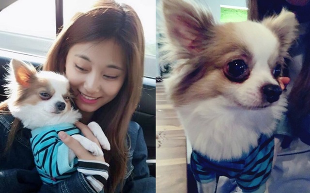 쯔위와 반려견. 트와이스 쯔위가 10일 트와이스 공식 인스타그램을 통해 대만에서 키우는 반려견을 공개했다. /트와이스 인스타그램