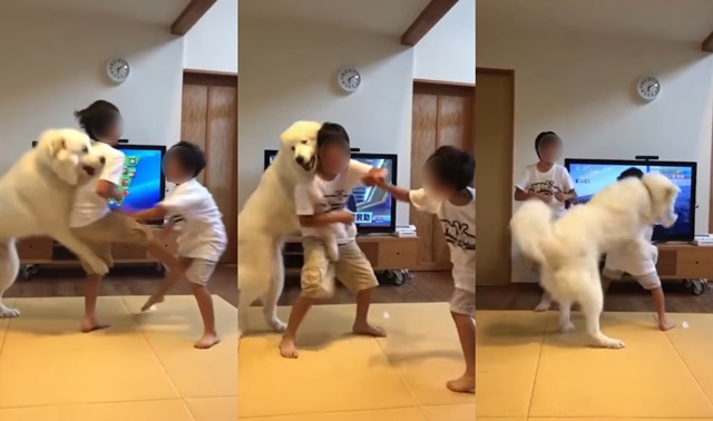 형제의 싸움을 말리는 애완견. 페이스북에 게시된 집안싸움 말리는 강아지 영상이 화제를 모으고 있다. /페이스북 영상 캡처