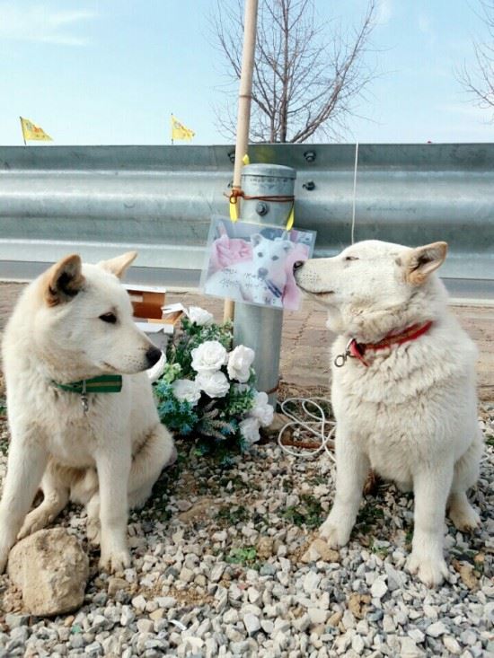 보고싶다 매실아! 매실이 사진 앞에서 슬픈 표정으로 반려견들이 보고 있다. /블로그 뭉치네 이야기