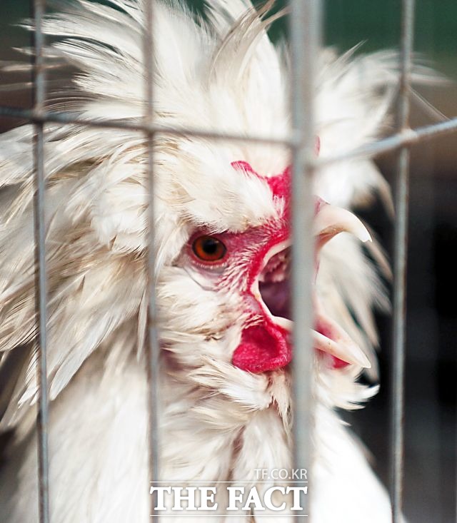 20일 식품의약품안전처는 브라질 닭고기 수출업체인 BRF의 제품에 대해 유통판매를 잠정 중단키로 했다고 밝혔다. /더팩트 DB